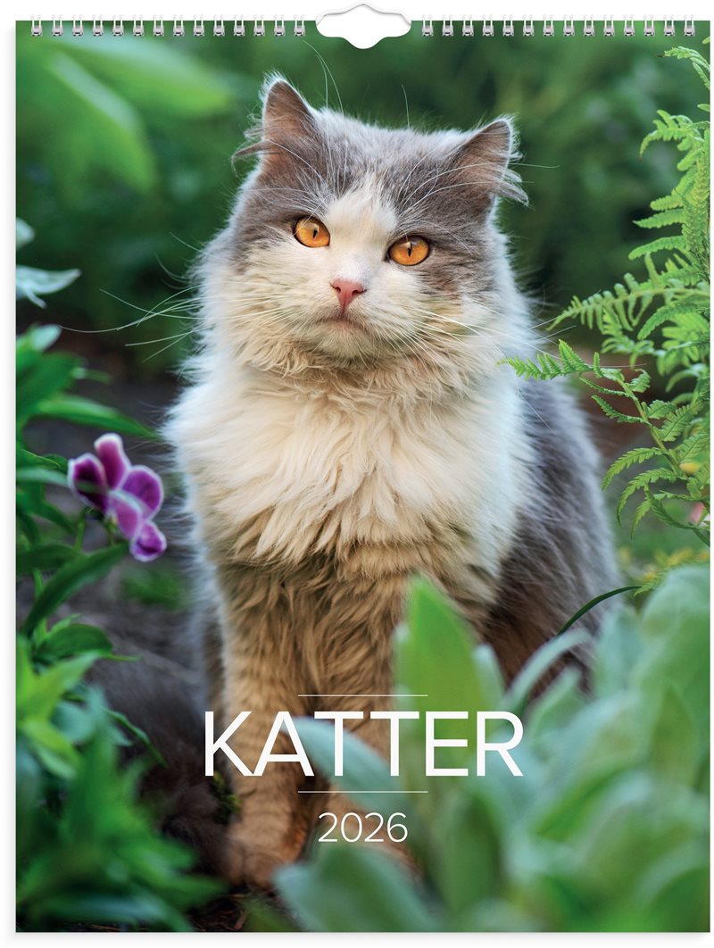 Väggkalender 2026 Stora Kattkalendern