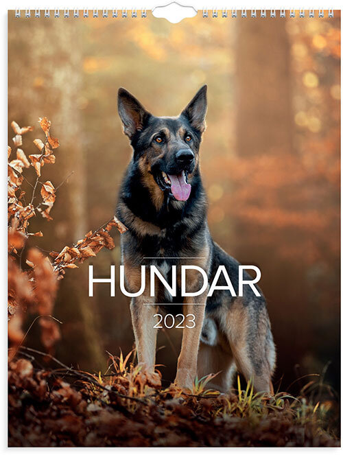 Väggkalender 2023 Stora Hundkalendern