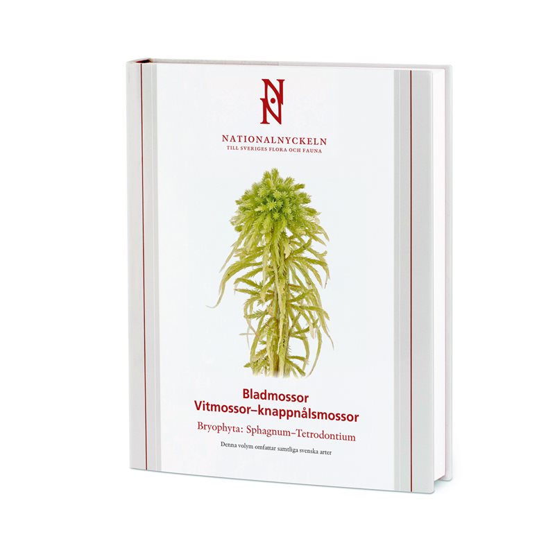 Bladmossor: Vitmossor – knappnålsmossor: Bryophyta: Sphagnum–Tetrodontium