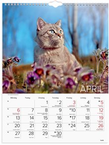 Väggkalender 2026 Stora Kattkalendern