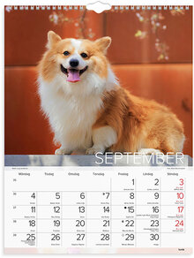 Väggkalender 2023 Stora Hundkalendern